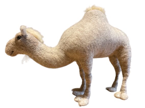 Dormidary camel - Image 5