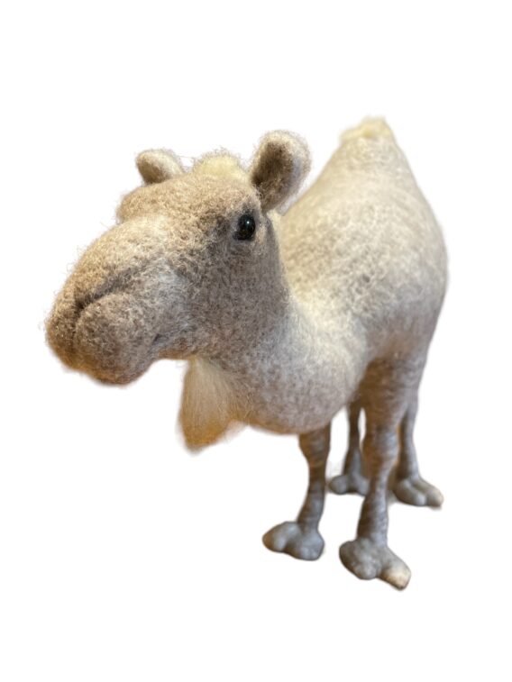 Dormidary camel - Image 4