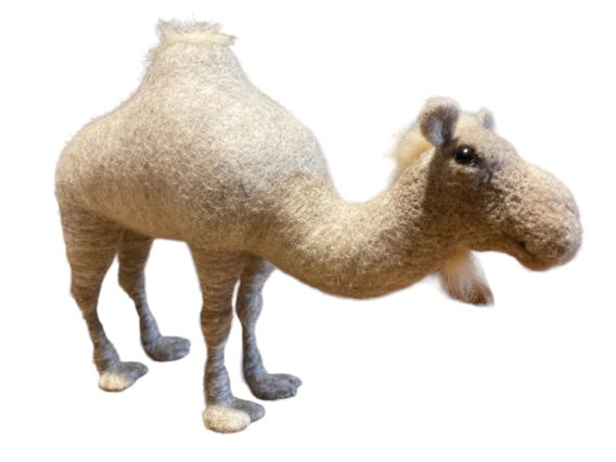 Dormidary camel - Image 3