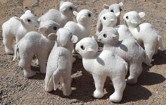 Dormidary Camel Calf