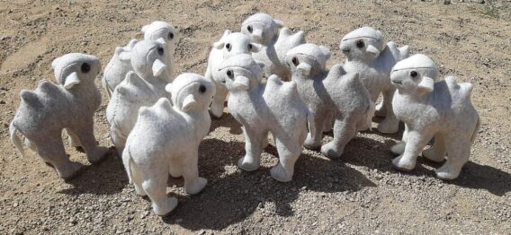 Bactrian Camel Calf